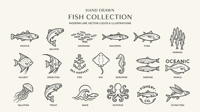Hand Drawn Fish Collection: Seafood & Marine Life Illustrations