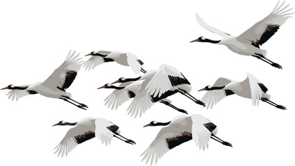 Naklejka premium Vector Illustration of Cranes Flying in a Formation with Elegant Wing Movements.