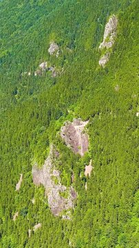 Vertical video. Altindere, Trabzon Province, Turkey. Aerial drone flight over steep forested slopes of Altindere Valley National Park, limestone cliffs amid dense green coniferous woodland under brig