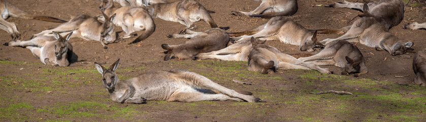 A mob of Forester Kangaroos (Macropus giganteus) resting on the grasslands of eastern Tasmania,  Australia © Luis