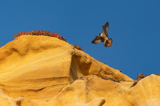 Peregrina Falcon Torrey Pines California 