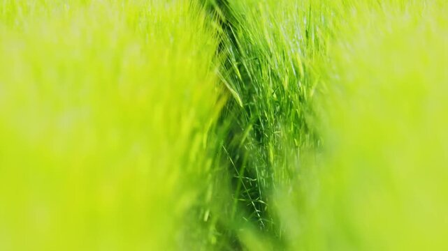 Abstract green barley field with soft focus and shallow depth of field