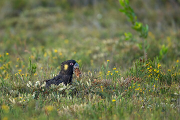 Yellow-tailed black cockatoo feeding perched low in a heath © Barry