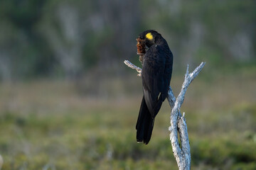 Black cockatoo feeding while perched on a dead tree branch © Barry
