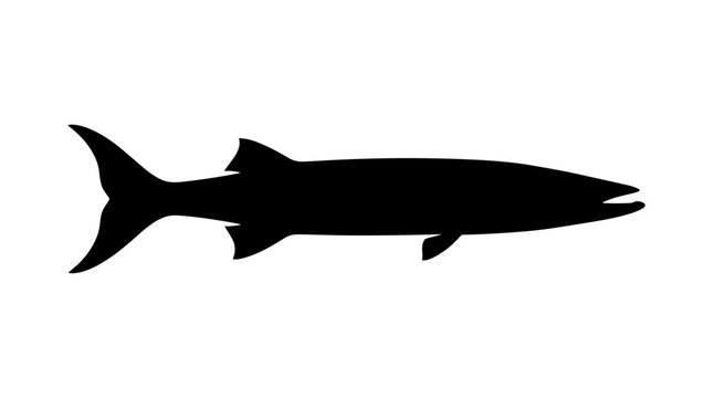 Silhouette of a Barracuda fish on a white background.