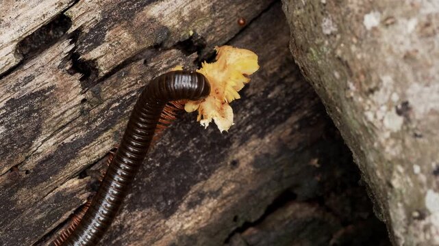 Diplopoda Feeding on Fungal Growth on Rotten Wood
