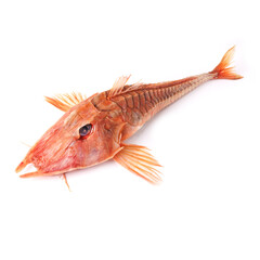 Fototapeta premium Close-up underwater photo of an armored sea robin fish in its natural tropical ocean habitat. Exotic marine animal with unique texture and detailed fins resting on the seabed.