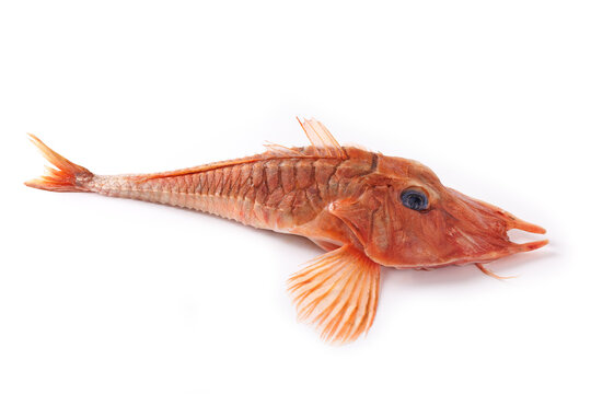 Close-up underwater photo of an armored sea robin fish in its natural tropical ocean habitat. Exotic marine animal with unique texture and detailed fins resting on the seabed.