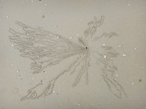 Sand bubbler crab burrow with patterns of sand pellets on the beach