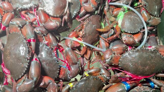Fresh Mud Crabs with Tied Claws at a Thailand Seafood Market