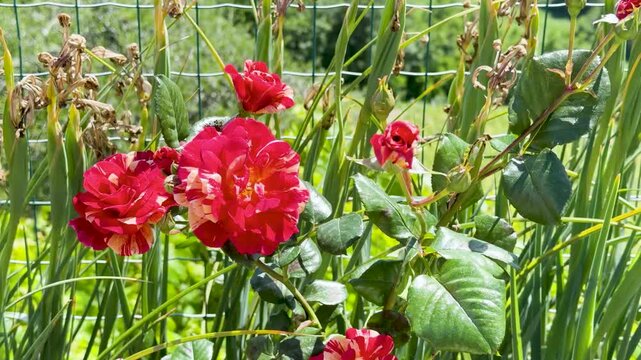 Vibrant Red and White Variegated Roses Blooming in a Sunny Garden