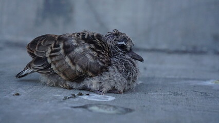 close up baby bird on the ground © Ari