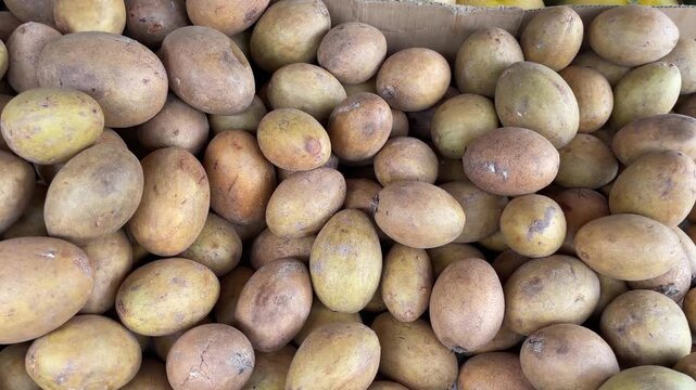 pile of ripe sapodilla fruit on the table, fresh sapodilla fruit harvest ready for sale