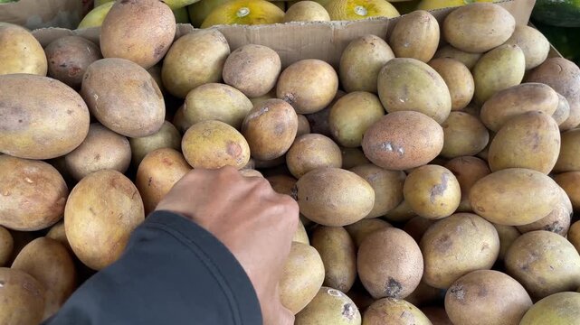 A person's hand selecting ripe sapodilla fruit is stacked with sapodilla fruit on the table, the harvest of fresh sapodilla fruit is ready to be sold