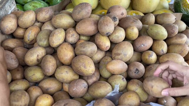 pile of ripe sapodilla fruit on the table, fresh sapodilla fruit harvest ready for sale