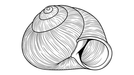 Snail Shell Illustration: Detailed Line Art of Spiral Gastropod Home © Cendoole