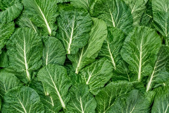 Collard Green Vegetable Background. Vegetable Background. Generative Ai