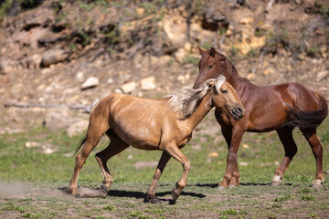 Obraz premium Wild horse palomino mare trotting away from chestnut stallion in Apache Sitgreaves National Forest near Heber Arizona United States