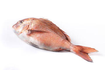 Fresh madai fish displayed on ice at a seafood market with natural texture, shiny scales, and vibrant colors. High-quality marine fish commonly used in Japanese cuisine, sushi, sashimi, and fine dinin © HeapShot TH