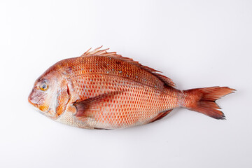 Fresh madai fish displayed on ice at a seafood market with natural texture, shiny scales, and vibrant colors. High-quality marine fish commonly used in Japanese cuisine, sushi, sashimi, and fine dinin © HeapShot TH