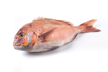 Fresh madai fish displayed on ice at a seafood market with natural texture, shiny scales, and vibrant colors. High-quality marine fish commonly used in Japanese cuisine, sushi, sashimi, and fine dinin © HeapShot TH