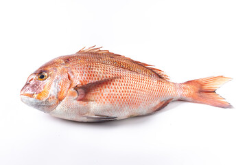 Fresh madai fish displayed on ice at a seafood market with natural texture, shiny scales, and vibrant colors. High-quality marine fish commonly used in Japanese cuisine, sushi, sashimi, and fine dinin © HeapShot TH