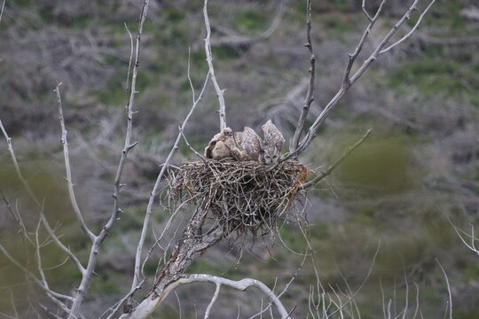 Owl hen with owlets in nest