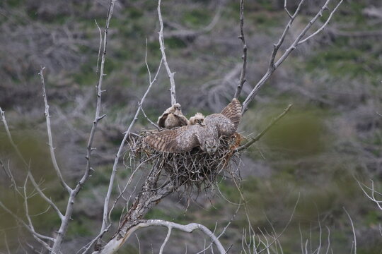 Owl hen with owlets in nest