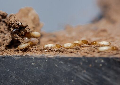 Close up of Termites Eating wood, (Termite damage house)