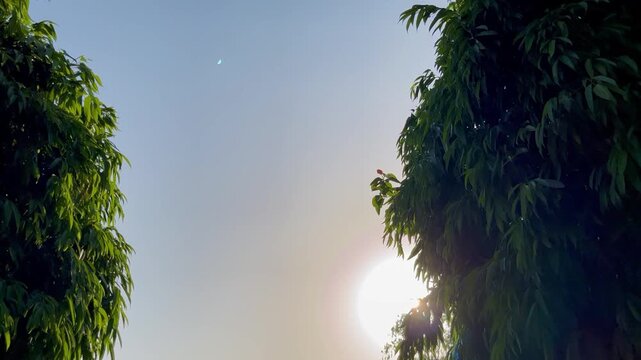 Beautiful sunset behind trees in peaceful village