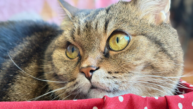 The eyes of a Felis catus cat are wide open, expressing surprise or hunting excitement.