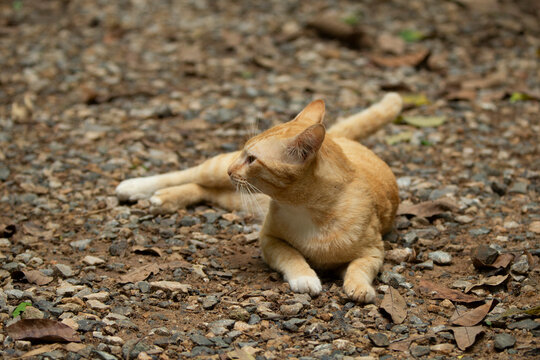 Cute cat lying on the ground and yawning, selective focus