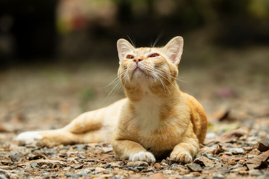 Cute cat lying on the ground and yawning, selective focus