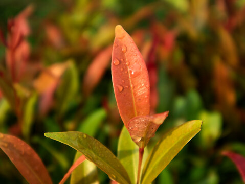 Red shoot (Syzygium myrtifolium). The leaves and flowers are rich in bioactive compounds (such as flavonoids and phenols), which are useful in herbal medicine.