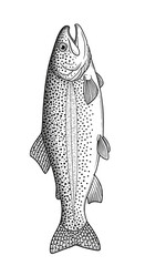 Fototapeta premium Isolated Illustration of a Trout Fish Detailed Sketch in Black and White