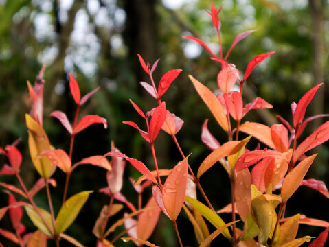 Red shoot (Syzygium myrtifolium). The leaves and flowers are rich in bioactive compounds (such as flavonoids and phenols), which are useful in herbal medicine.