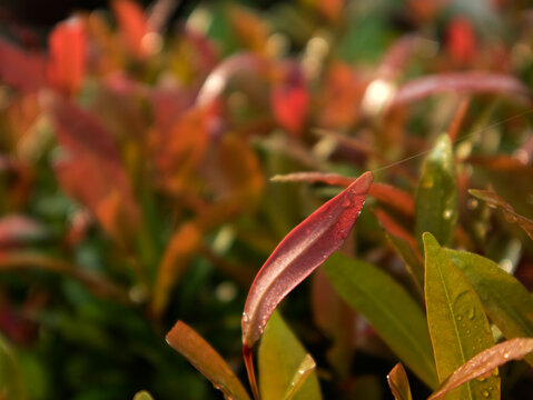 Red shoot (Syzygium myrtifolium). The leaves and flowers are rich in bioactive compounds (such as flavonoids and phenols), which are useful in herbal medicine.