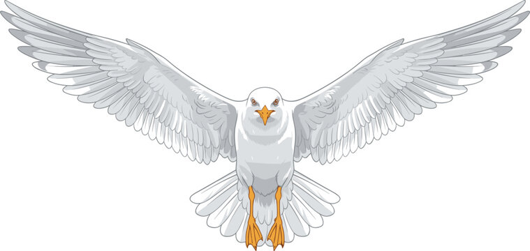 Front view flying seagull vector illustration with widespread wings, isolated seabird element on white background