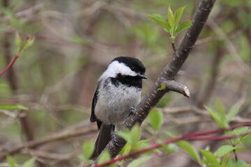 Spring Bird, Gold Bar Park, Edmonton, Alberta © Michael Mamoon