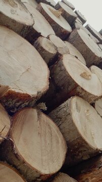 Vertical Screen: The video shows stacked wooden logs arranged neatly. The natural wood texture is clear, and the circular cuts stand out. The background features a forest setting.