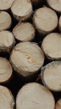 Vertical Screen: Wooden logs are stacked in the forest showing their annual rings on a stump. The natural setting highlights the texture and pattern of the wood.