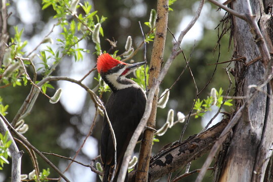 red billed woodpecker