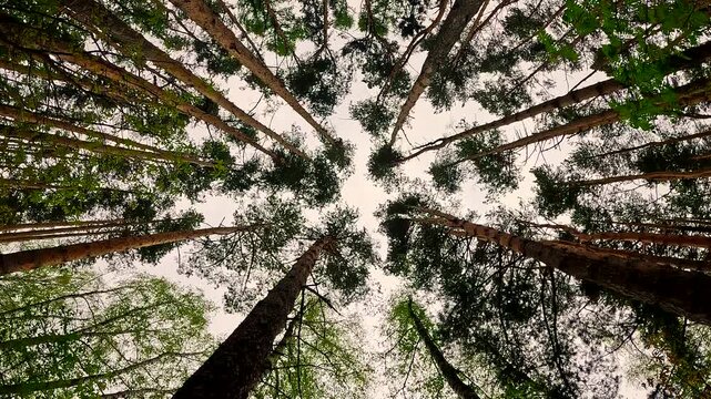 View of sky through tops of pine tree branches on tall trunks in coniferous forest, natural background