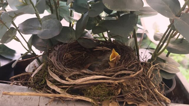 Close up of a common blackbird (Turdus merula) chick sitting in a nest among green leaves, waiting to be fed