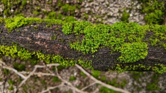 Cinematic Tracking Shot of Moss Bryophytes in Moist Forest Environment