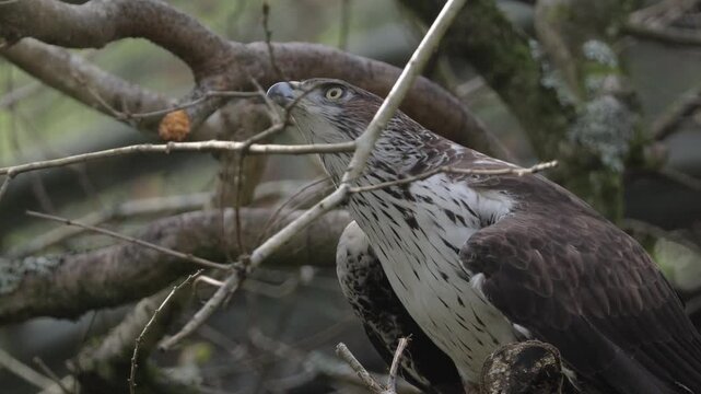 Bonellis eagle (Aquila fasciata) bird of prey.