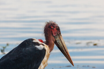 Fototapeta premium Closeup of the ugly red head of the Grus carunculata, wattled crane,