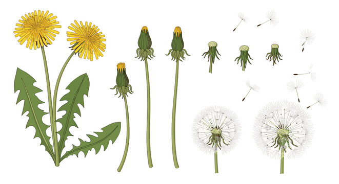 Botanical illustration of dandelions showing lifecycle stages from closed buds to fluffy seed heads.