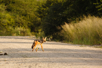 Naklejka premium Cape fox pauses while crossing road in savannah in Botswana
