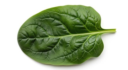 Fototapeta premium Fresh green spinach leaf isolated on white background
